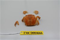 藏品(字紋弓蟹)的圖片
